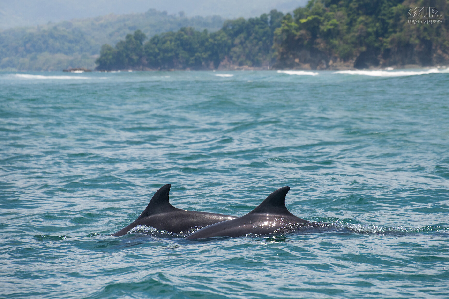 Uvita - Bahia Ballena - Dolphins From the small village of Uvita at the Pacific coast we made a boat tour to the Marino Ballena national park. It seems that the humback whales left the region when we were there but we saw a lot of dolphins. We also spotted frigate birds and brown pelicans. And we went to the famous sea caves of Ventana Beach. Stefan Cruysberghs